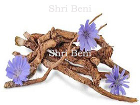 Chicory