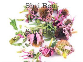Echinicea