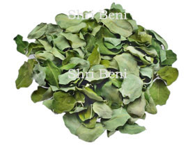 Moringa